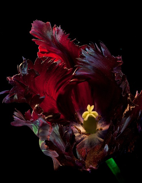 Black Tulip Stack 6717-18-19_1.jpg